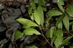 Loeseneriella barbata