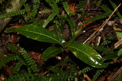 Rhodomyrtus psidioides