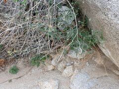 Lyrocarpa coulteri