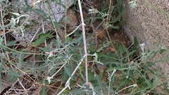 Lyrocarpa coulteri