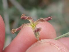 Lyrocarpa coulteri