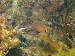 Pempheris klunzingeri