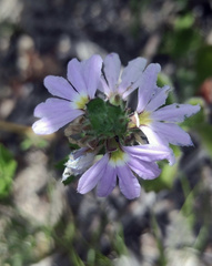 Scaevola aemula