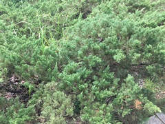 Juniperus procumbens