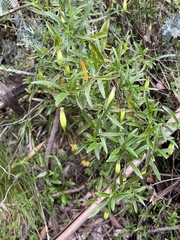 Billardiera macrantha