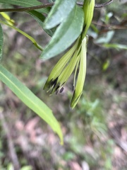 Billardiera macrantha