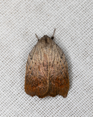 Tortricopsis pyroptis