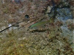 Caesioscorpis theagenes