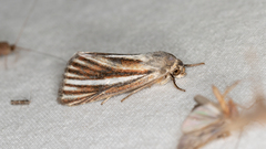 Heliocheilus cramboides