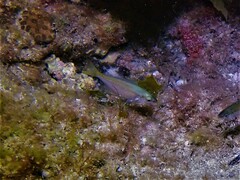 Caesioscorpis theagenes