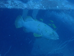 Epinephelus lanceolatus