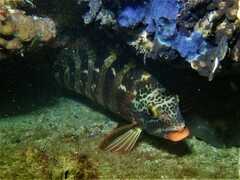 Goniistius rubrolabiatus