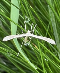 Stenoptilia