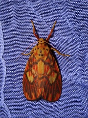 Ammatho cuneonotatus