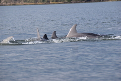 Tursiops truncatus