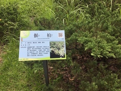 Juniperus procumbens