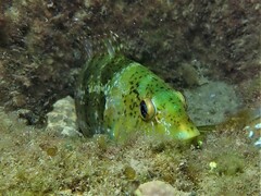 Notolabrus parilus