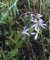 Galatella angustissima