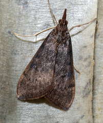 Uresiphita reversalis