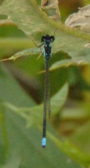 Ischnura damula