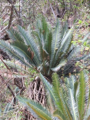 Dioon edule