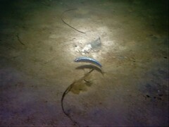 Spratelloides robustus