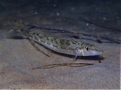 Sillaginodes punctatus