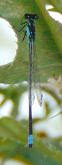 Ischnura damula