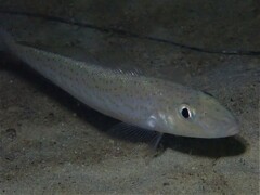 Sillaginodes punctatus