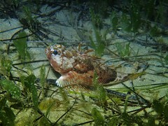 Maxillicosta scabriceps