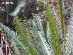 Dioon edule