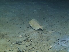 Parequula melbournensis