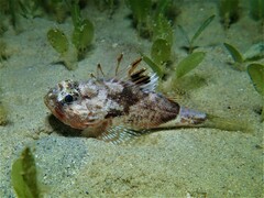 Maxillicosta scabriceps