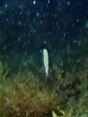 Atherinomorus vaigiensis