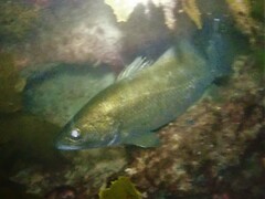 Psammoperca datnioides