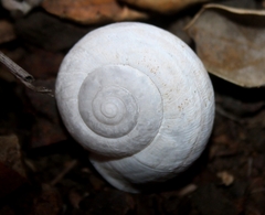Helminthoglypta