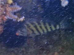 Goniistius rubrolabiatus