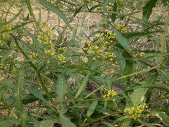 Rorippa indica