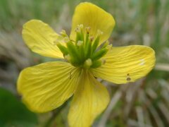 Caltha palustris radicans