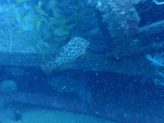 Dermatolepis striolata