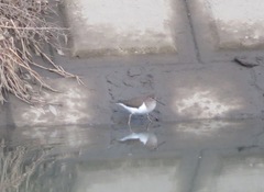 Actitis hypoleucos