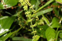 Rumex brownii