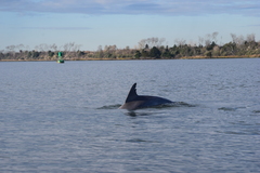 Tursiops truncatus