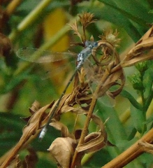 Lestes congener