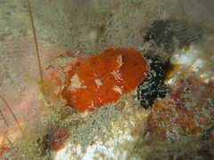 Sclerodoris tuberculata