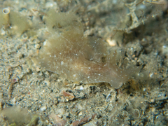 Aplysia oculifera