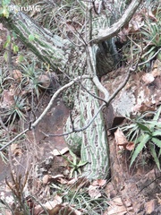 Pseudobombax ellipticum