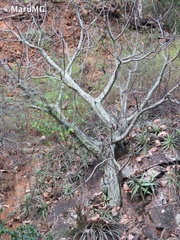 Pseudobombax ellipticum