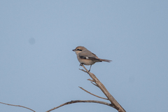 Lanius isabellinus