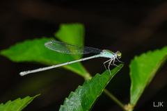 Pseudagrion australasiae